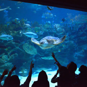 KLCC Acquarium, Kuala Lumpur, Malaysia
