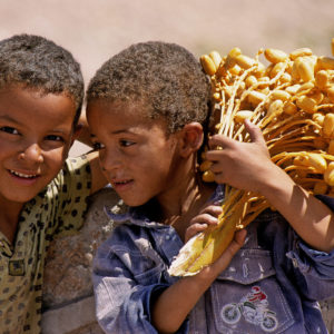 Morocco fresh dates